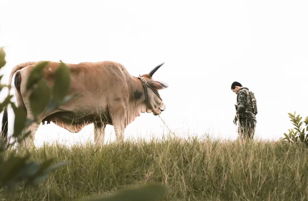 This Is NOT My Cow-Image